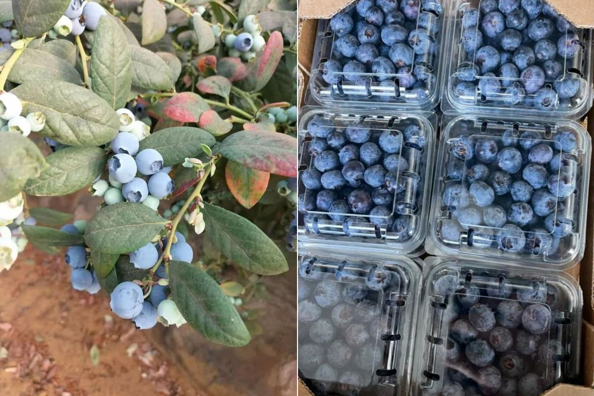 Moroccan blueberries enter their second week of harvest